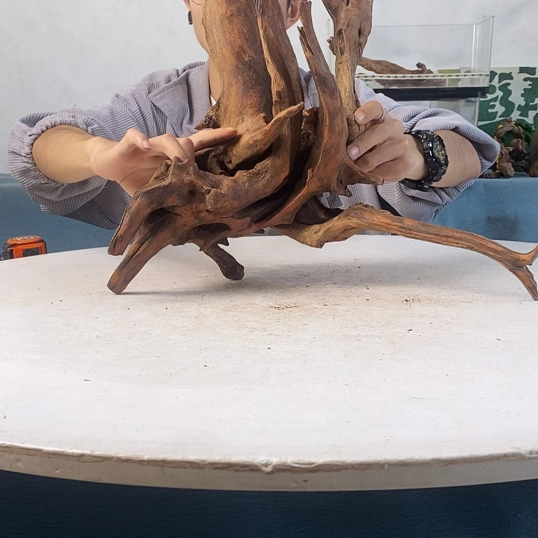 沉木造景寄居蟹造景