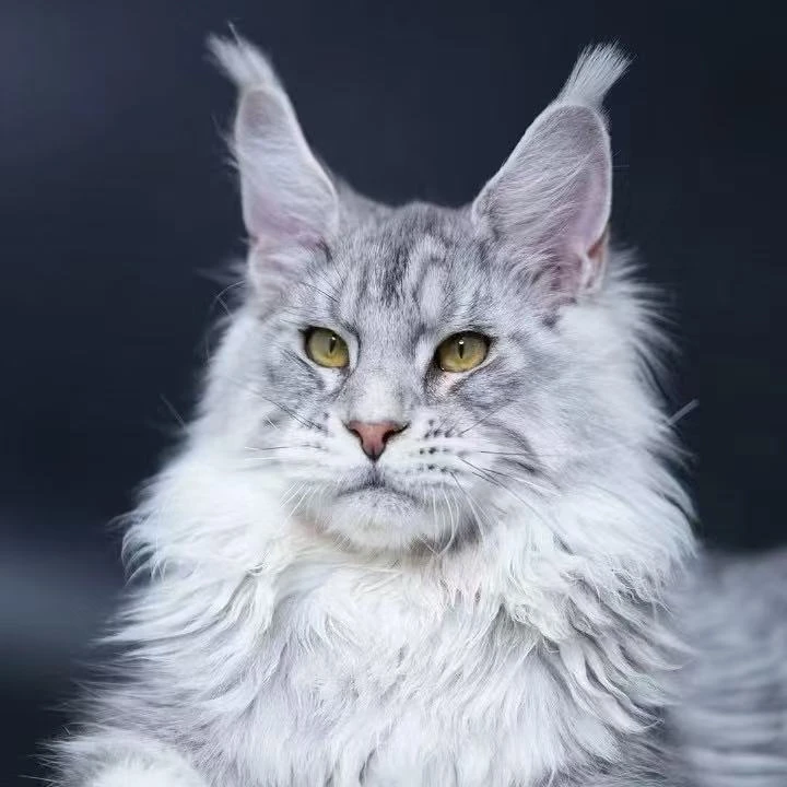 【小于缅因猫】猫咪活体