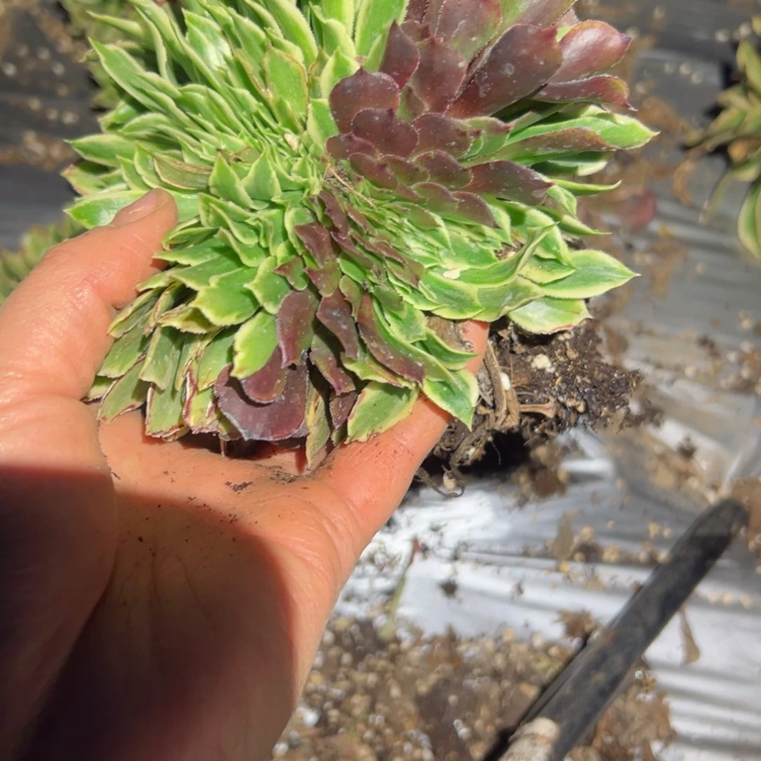 562 号多肉植物法师新年福利