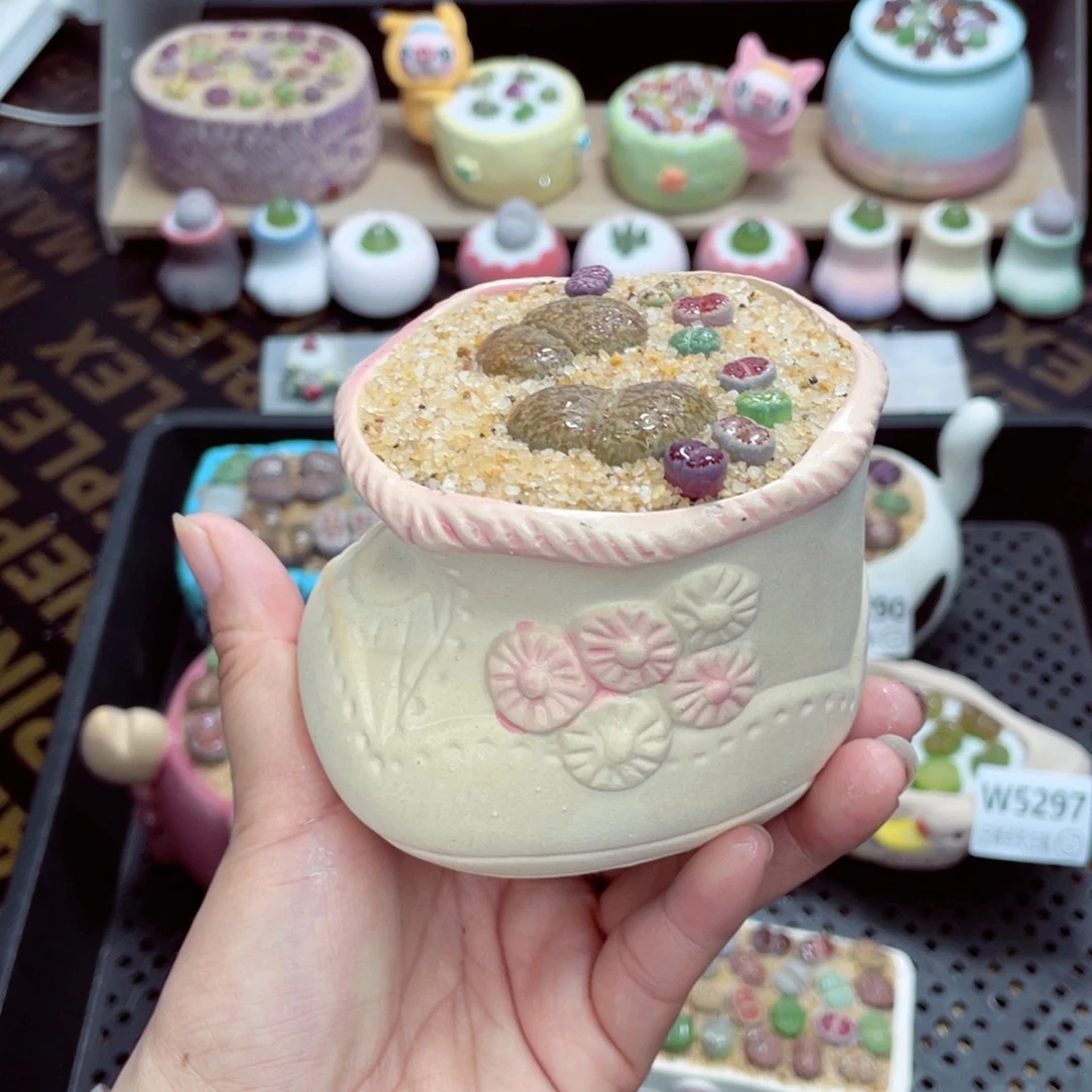 w5298 带盆土发货一物一拍