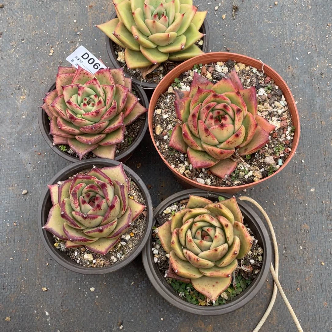 无花朵若如东云组拍D066