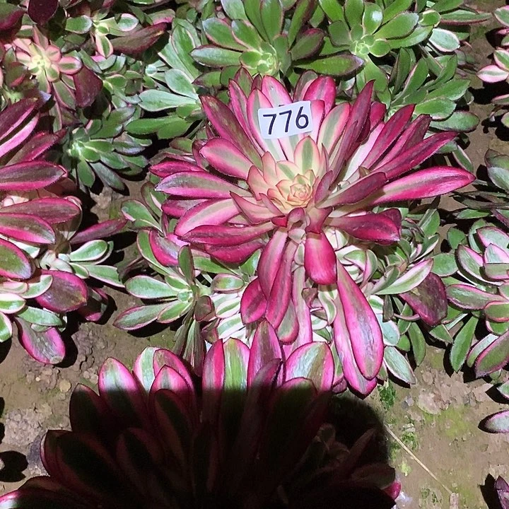 多肉植物法师776香奈儿