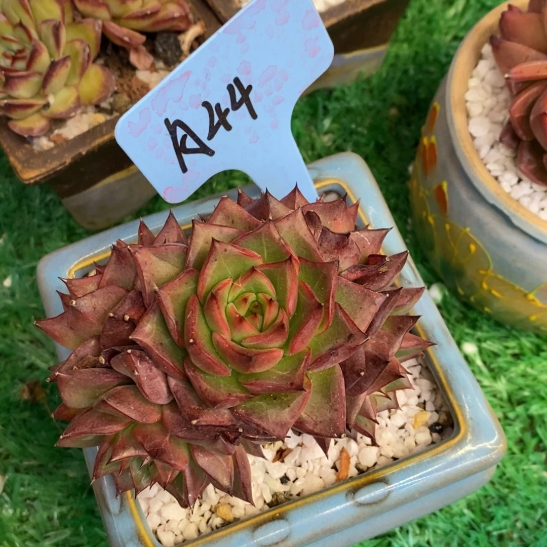 小***小火苗多肉植物盆栽