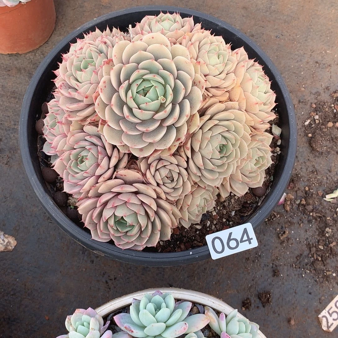 064笨巴蒂斯 一物一拍多肉