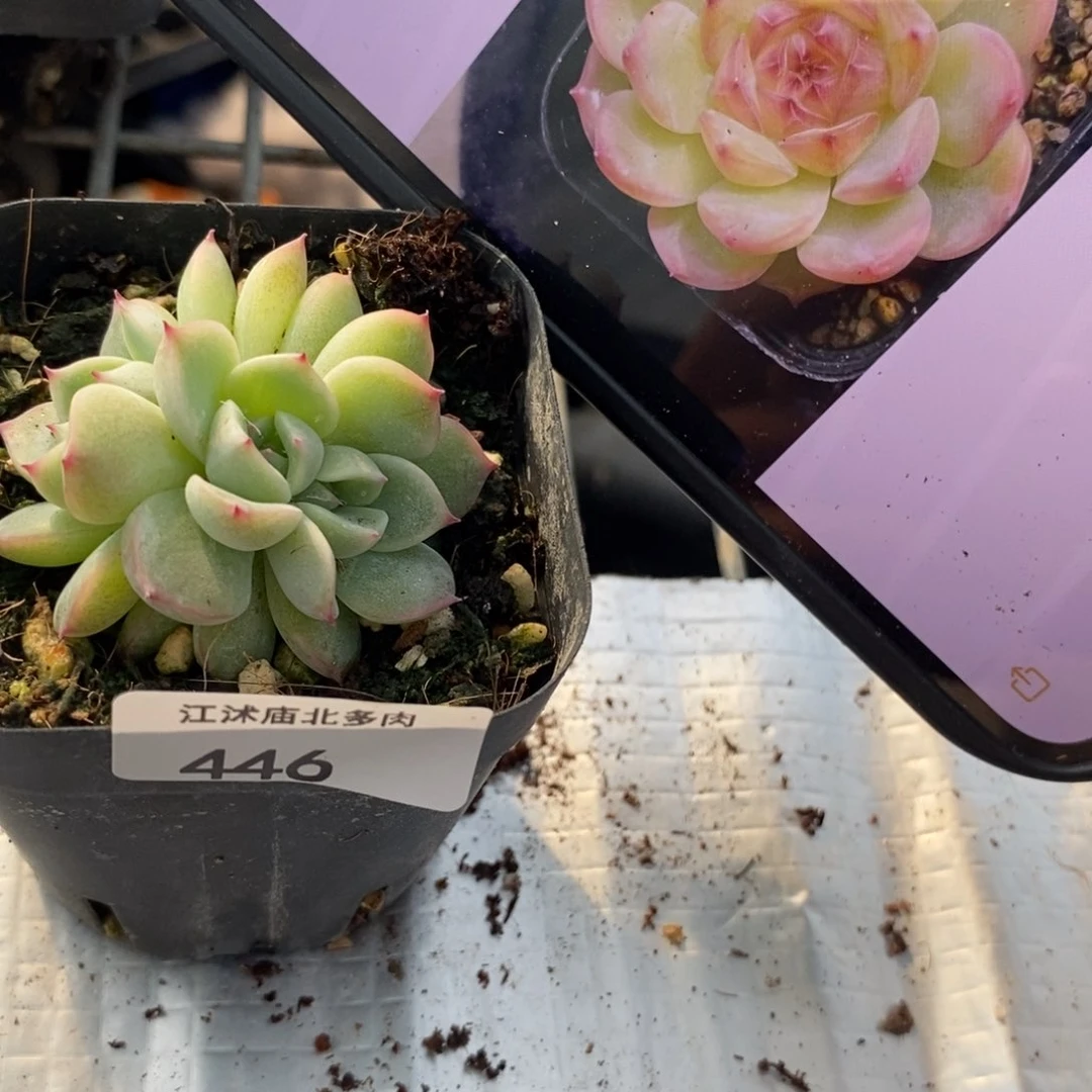 标签446玉笛一个多肉