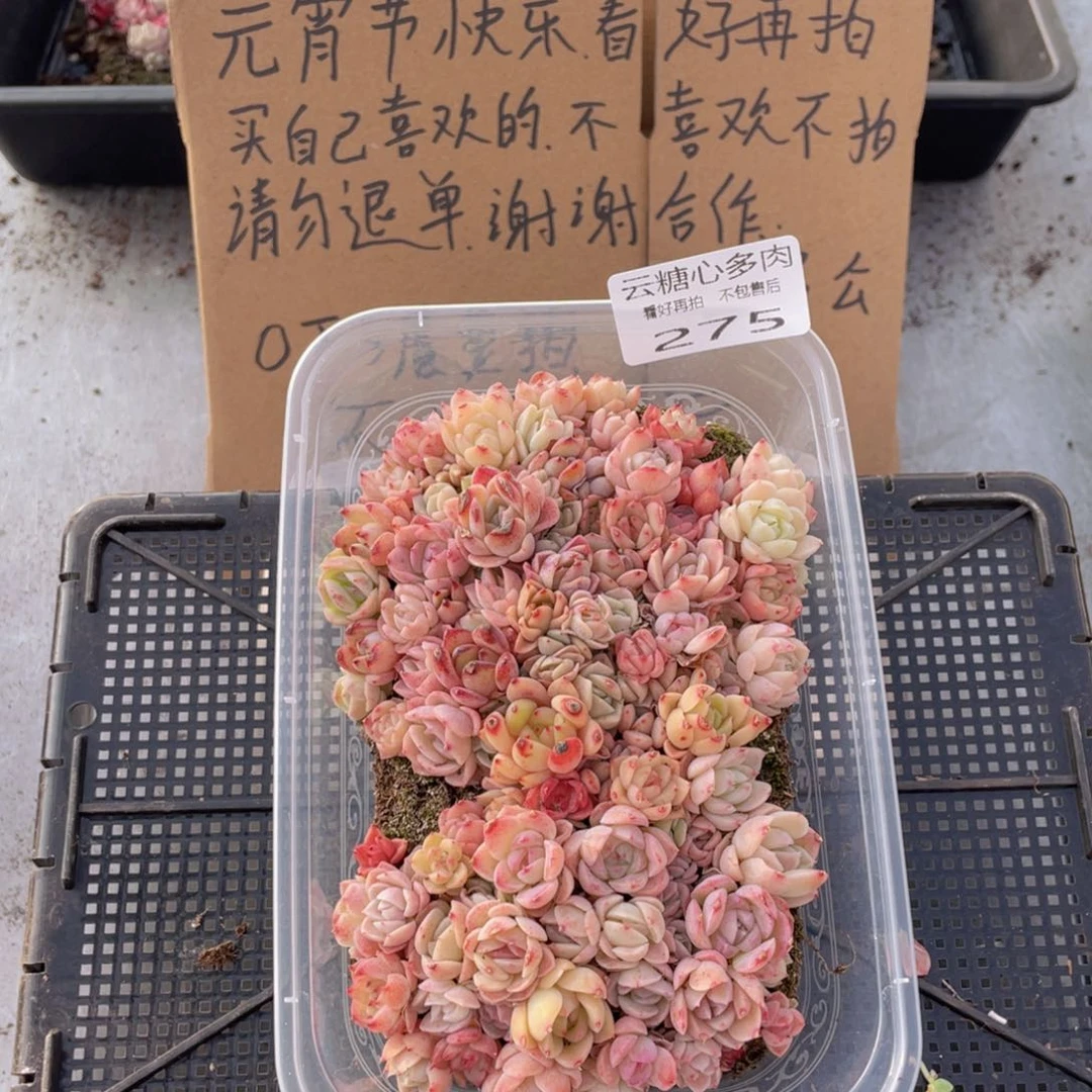 云糖心多肉植物275