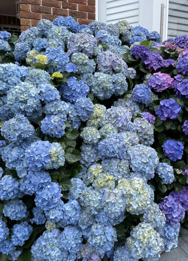 宇辰【大海蓝绣球花】盆栽绣球花卉植物带苞发货云南昆明基地直发