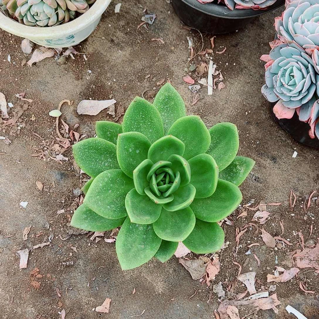 翠花大单头精品特价