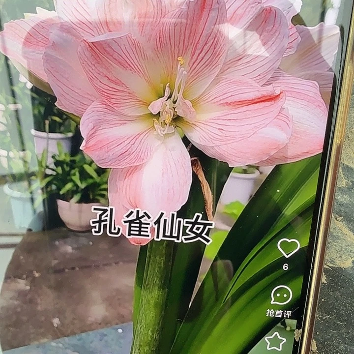 孔雀仙女直径7+开裂球