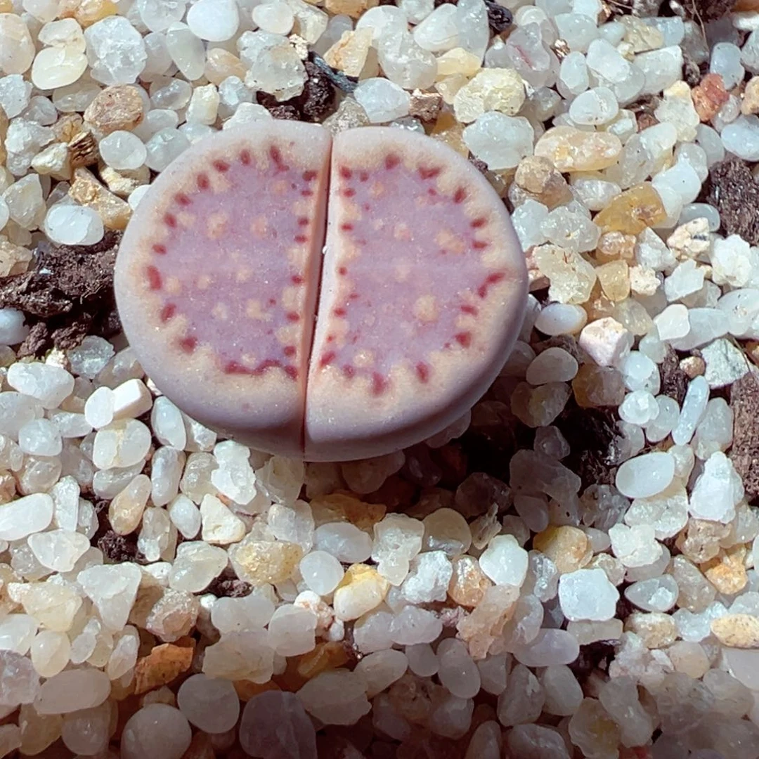 613-701多肉171饼干