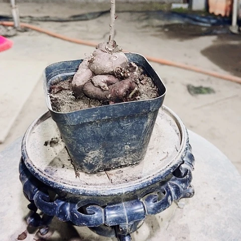 无***春无花朵小微盆景造型艺术设计学院