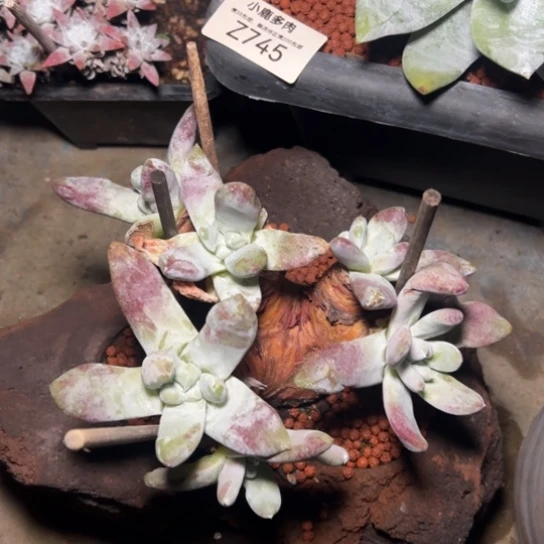 春*谢谢姐姐～一物一拍7749