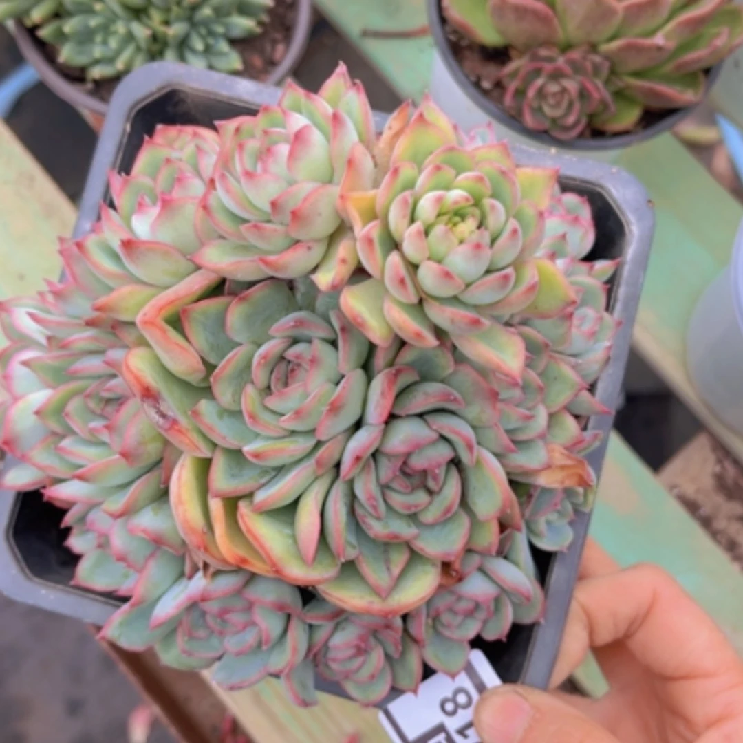 【闪购商品】荷花03218