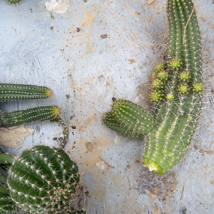 柒***巨型白檀仙人掌侧芽134