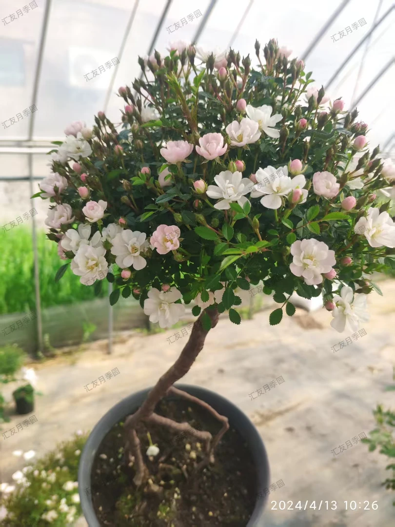 姬月季 姬桃白 雏桃白 提根盆景 开花机器