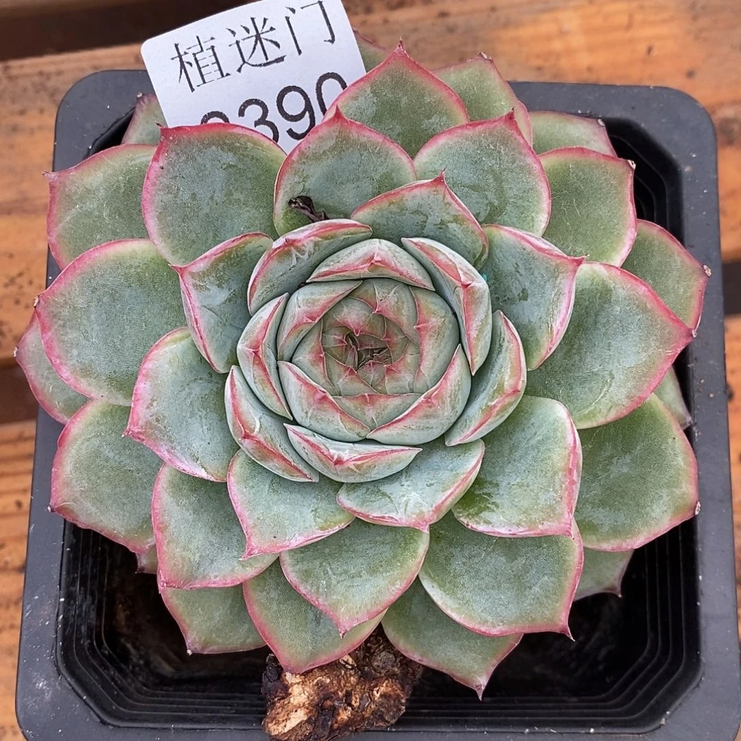 陌***开杂交精品多肉0390~10厘米