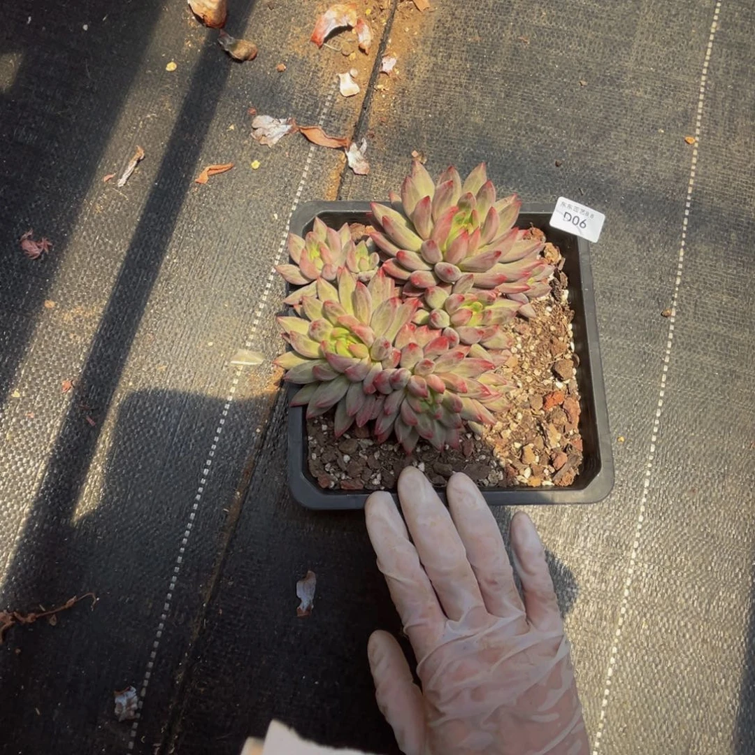 d6虞美人群生呀呀呀