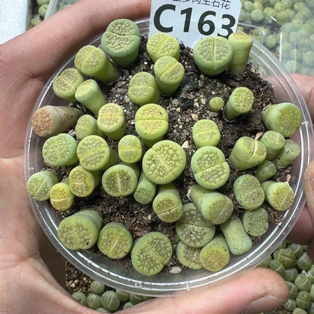 C163 黄巴离一盒