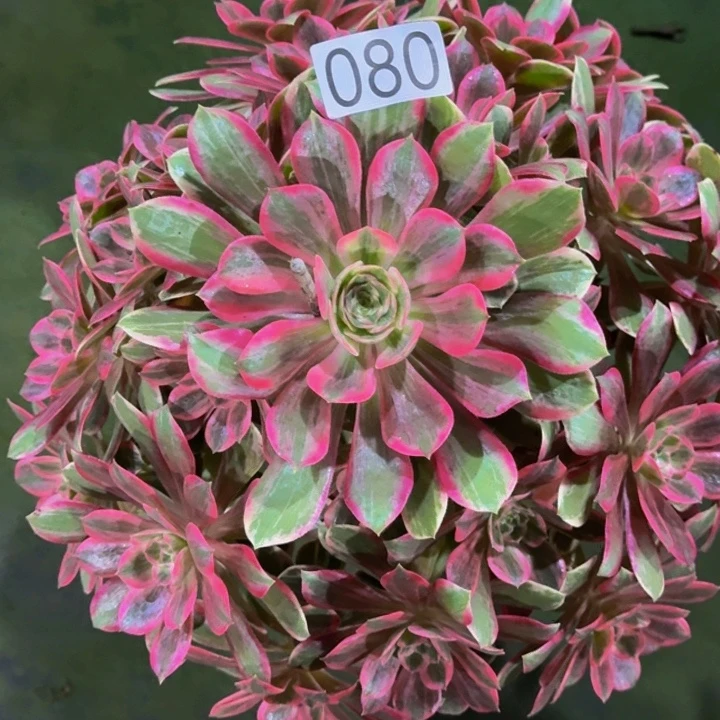 00000000080浣纱多肉