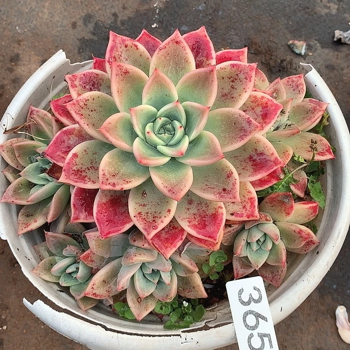 365杂交一物一拍多肉