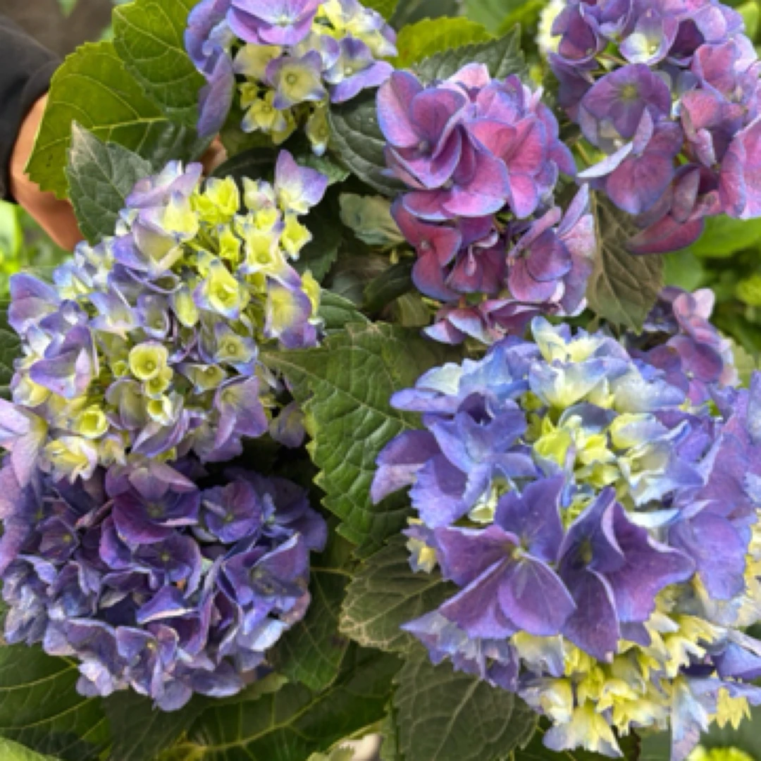 彩色变色绣球花盆栽沉香