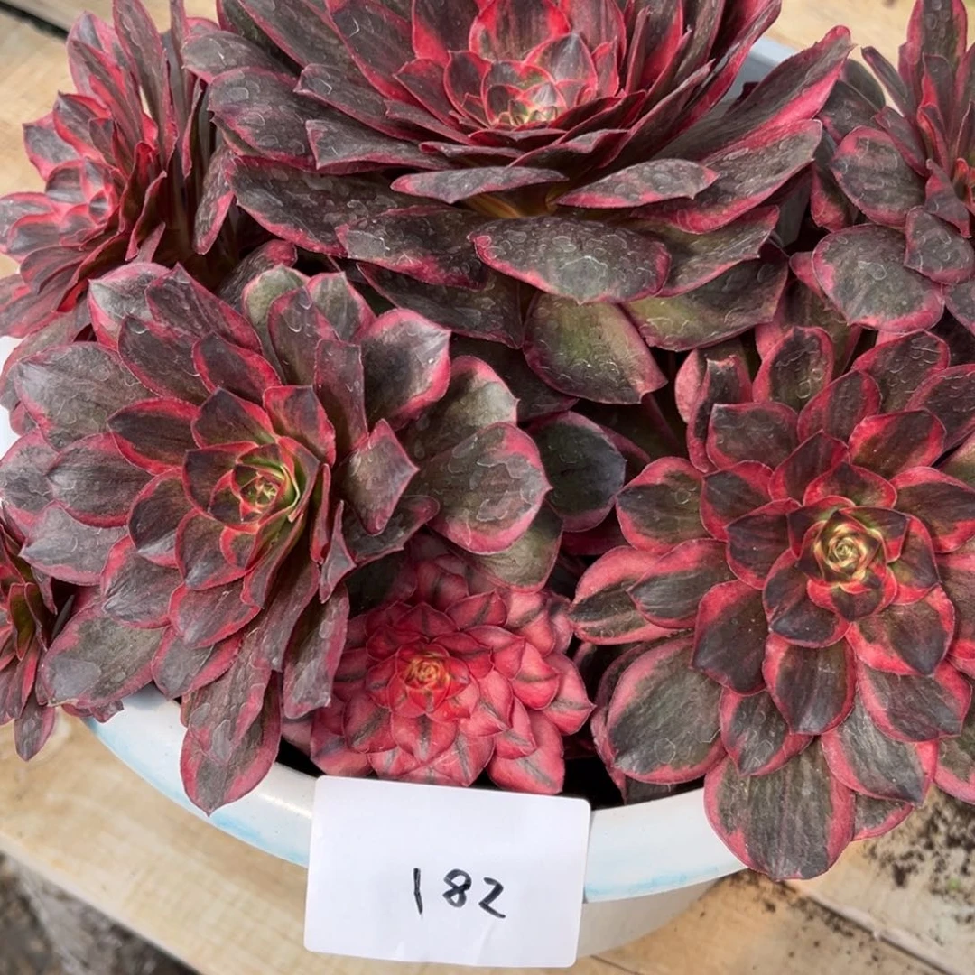 182纳福（零下勿拍）