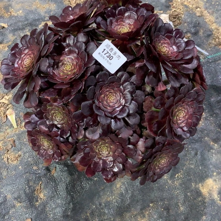 1730黑萝莉多肉植物