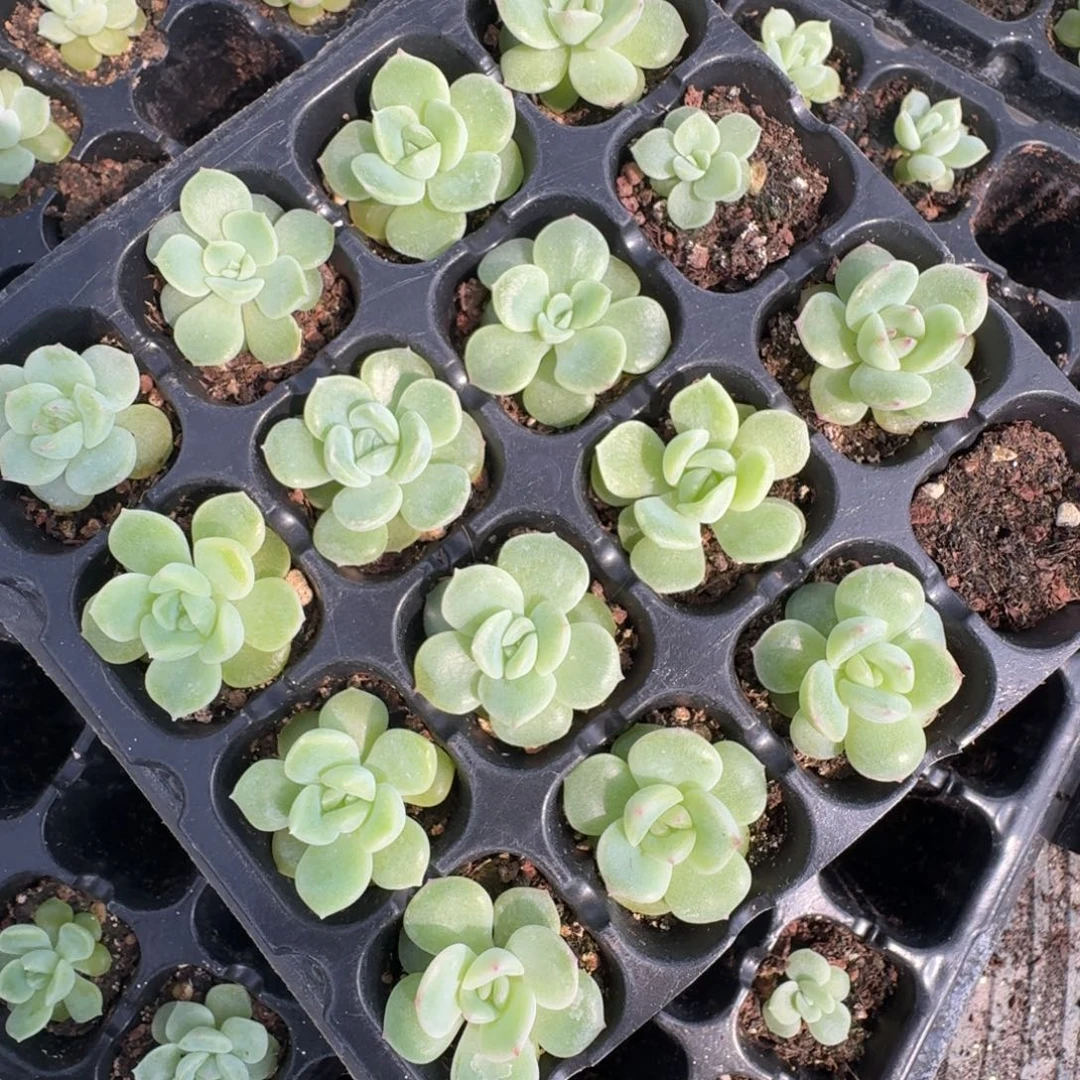 如图小白白珍妮随机一份16颗