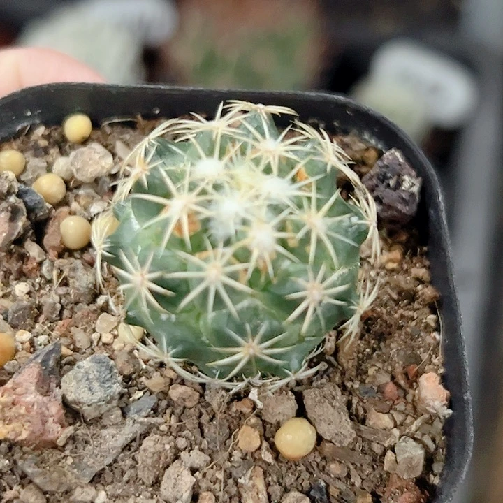 钢钉实生仙人球