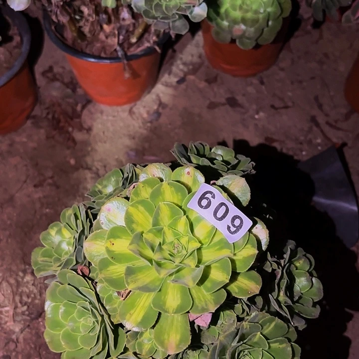 609夜光杯多肉植物不售后
