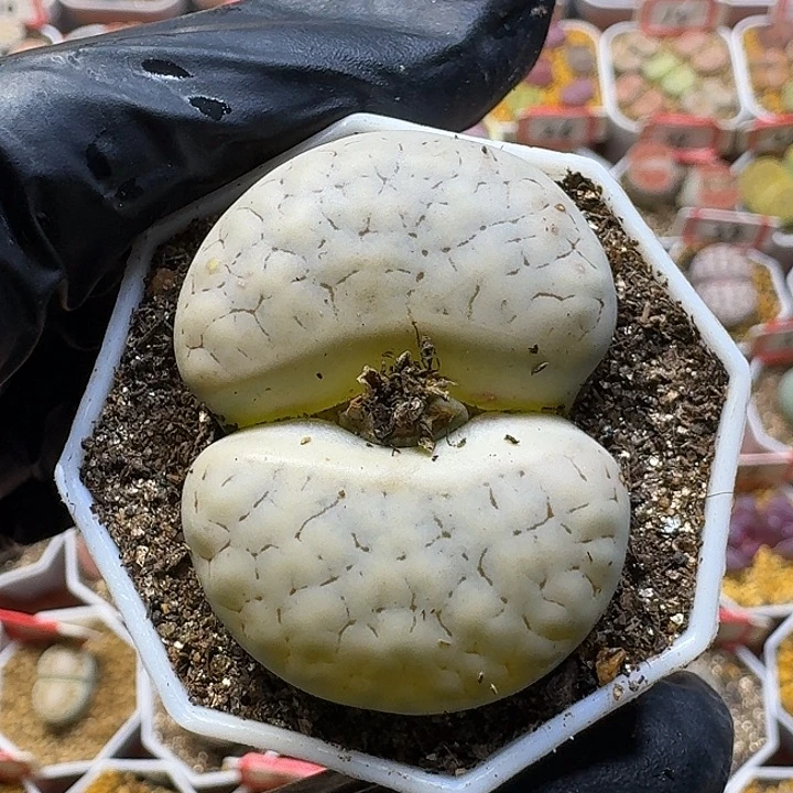 宋****生石花121112。  101