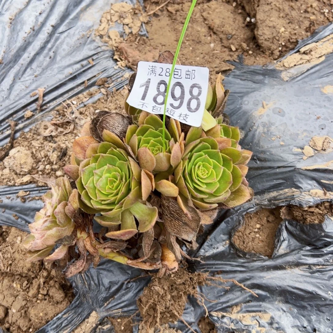 海王7彩多肉植物1898