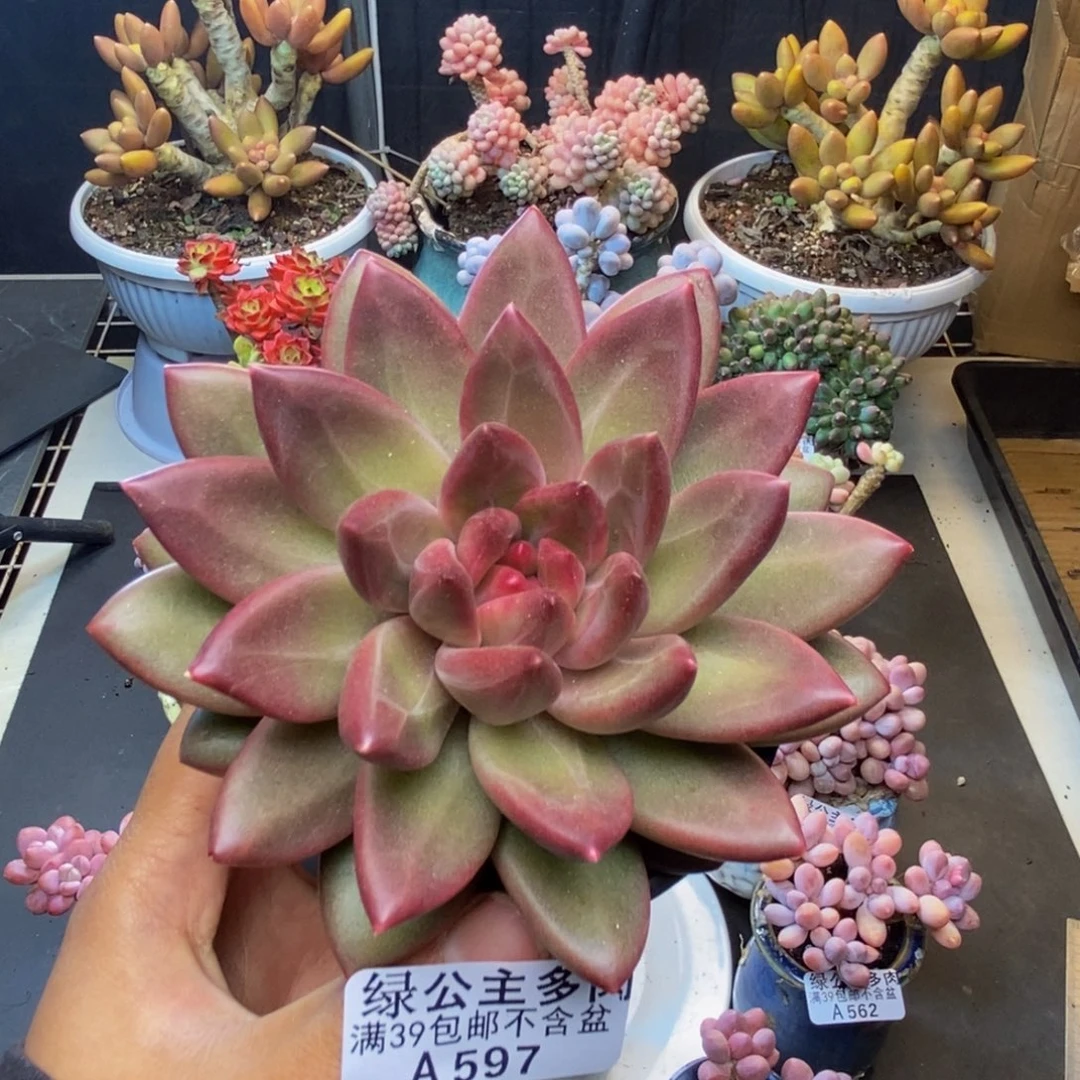 596迷雾泡泡多肉8c m