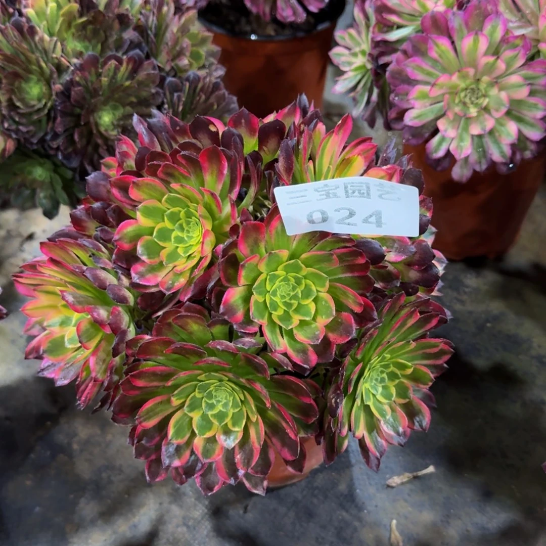 娟*多肉植物024朝霞