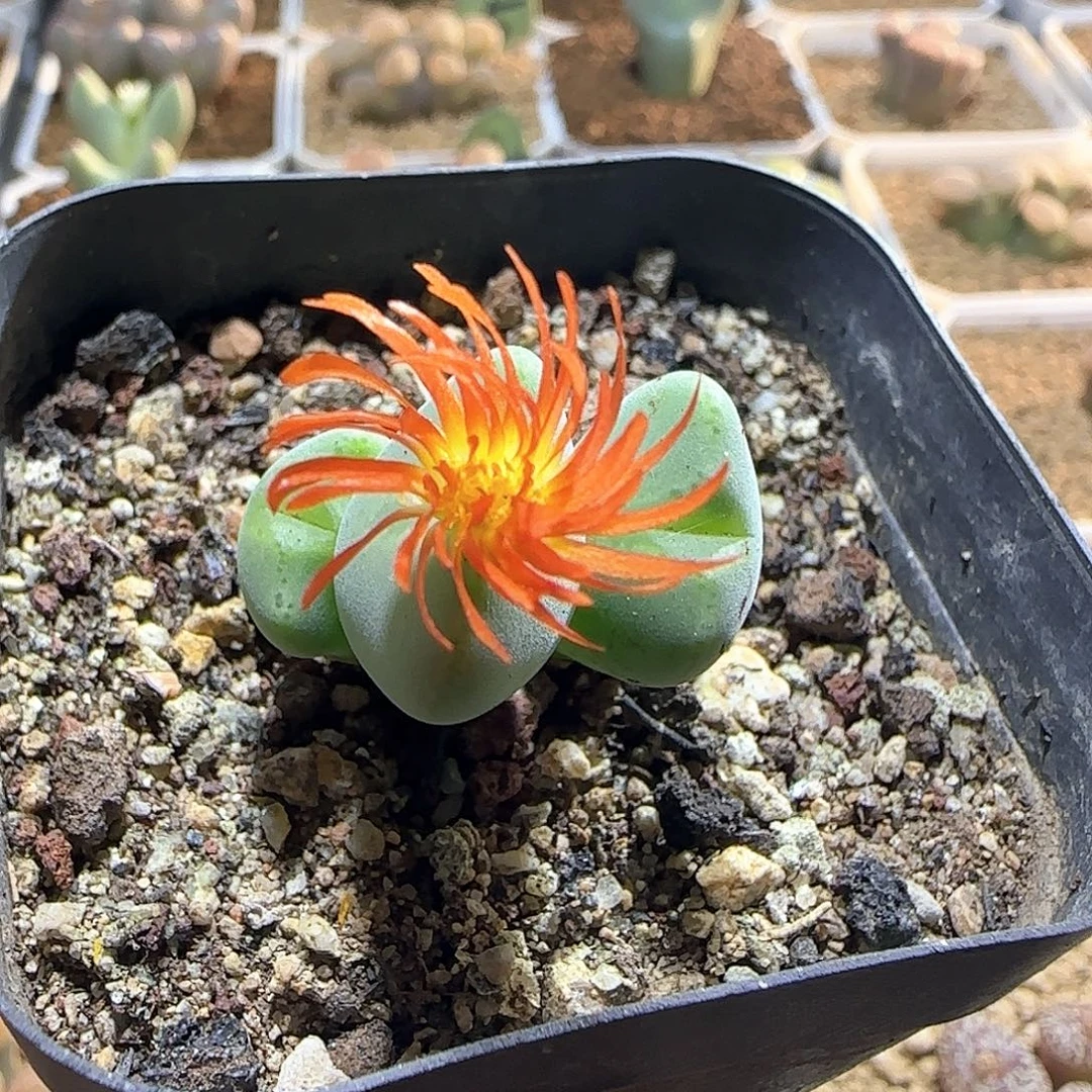 旋花少将。    57118