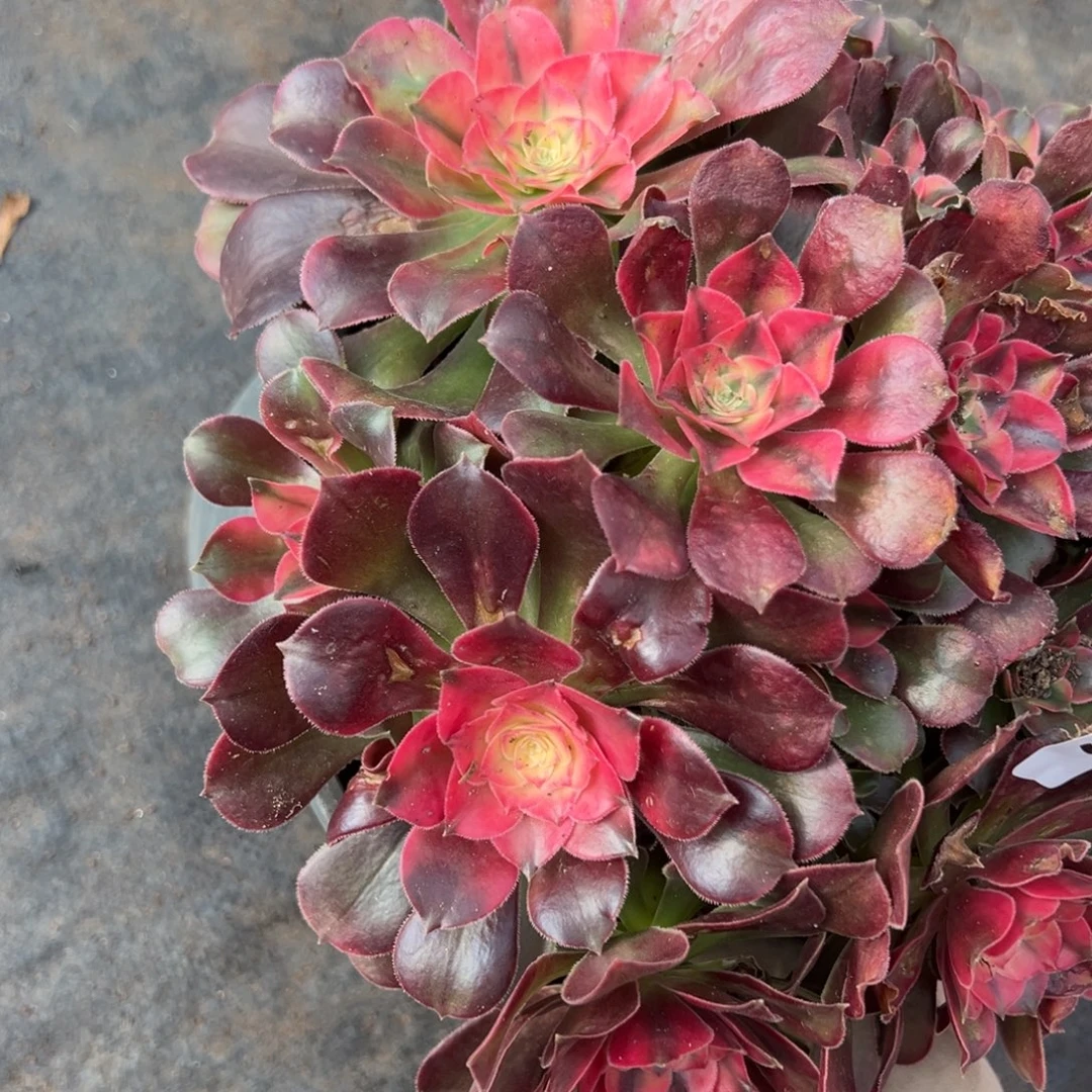 4香妃多肉嘻嘻嘻多肉