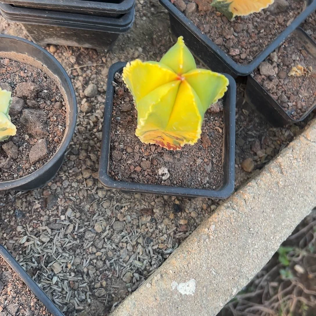 樱***子实生鸾凤玉一物一拍