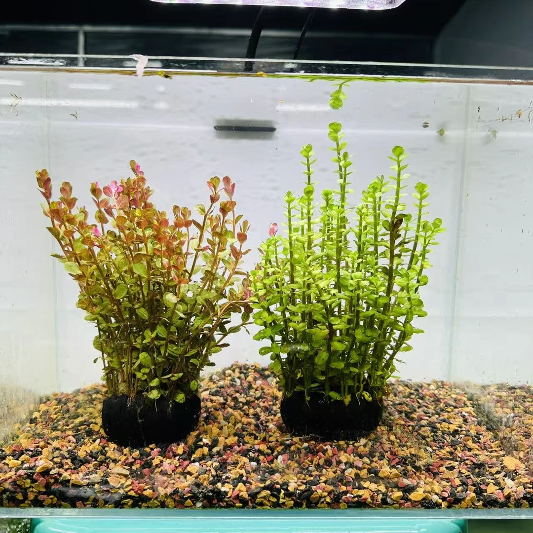 拂晓水草（红金钱绿金钱各一颗大坨水下叶）新手水草坨草净水植物