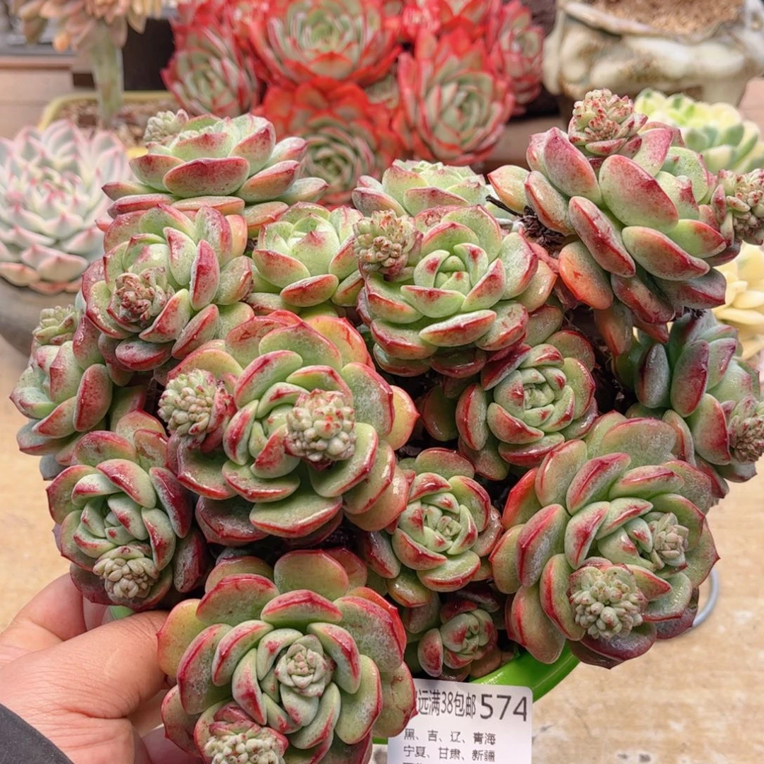 574香草德华多肉