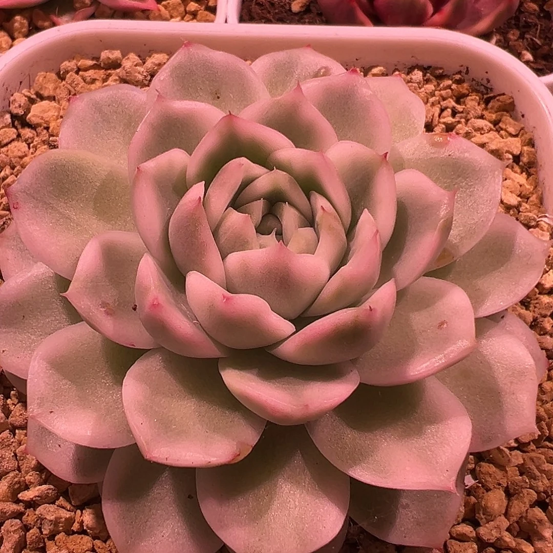 旺***.高瓷白麦秆锦多肉植物