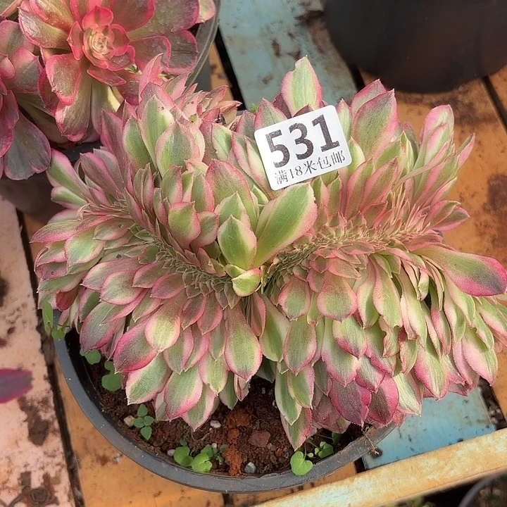 531云南孔雀翎缀化诺米多肉法师锦不包侧枝断枝