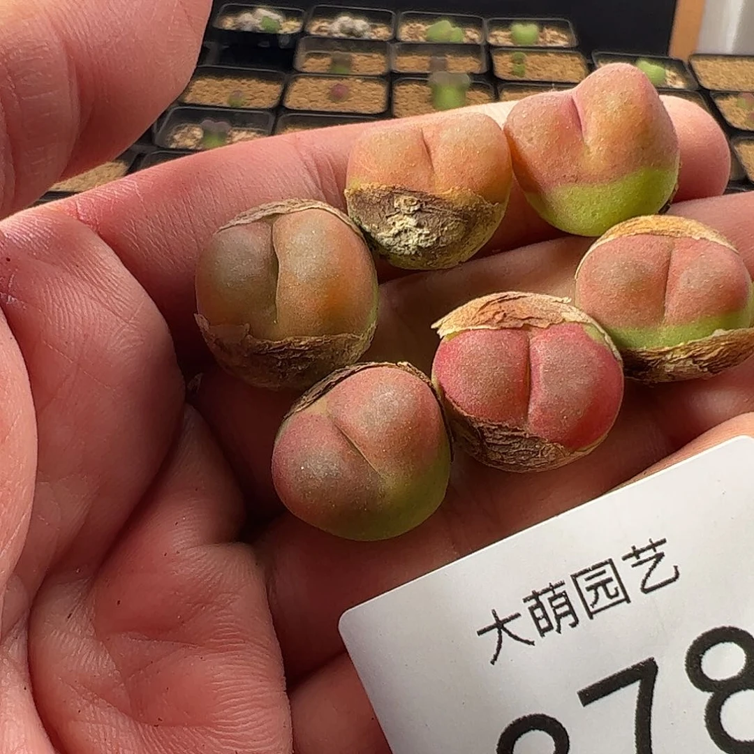 0000378 一物一拍……