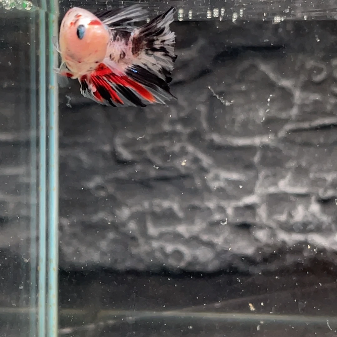 斗鱼糖果koi 将军公