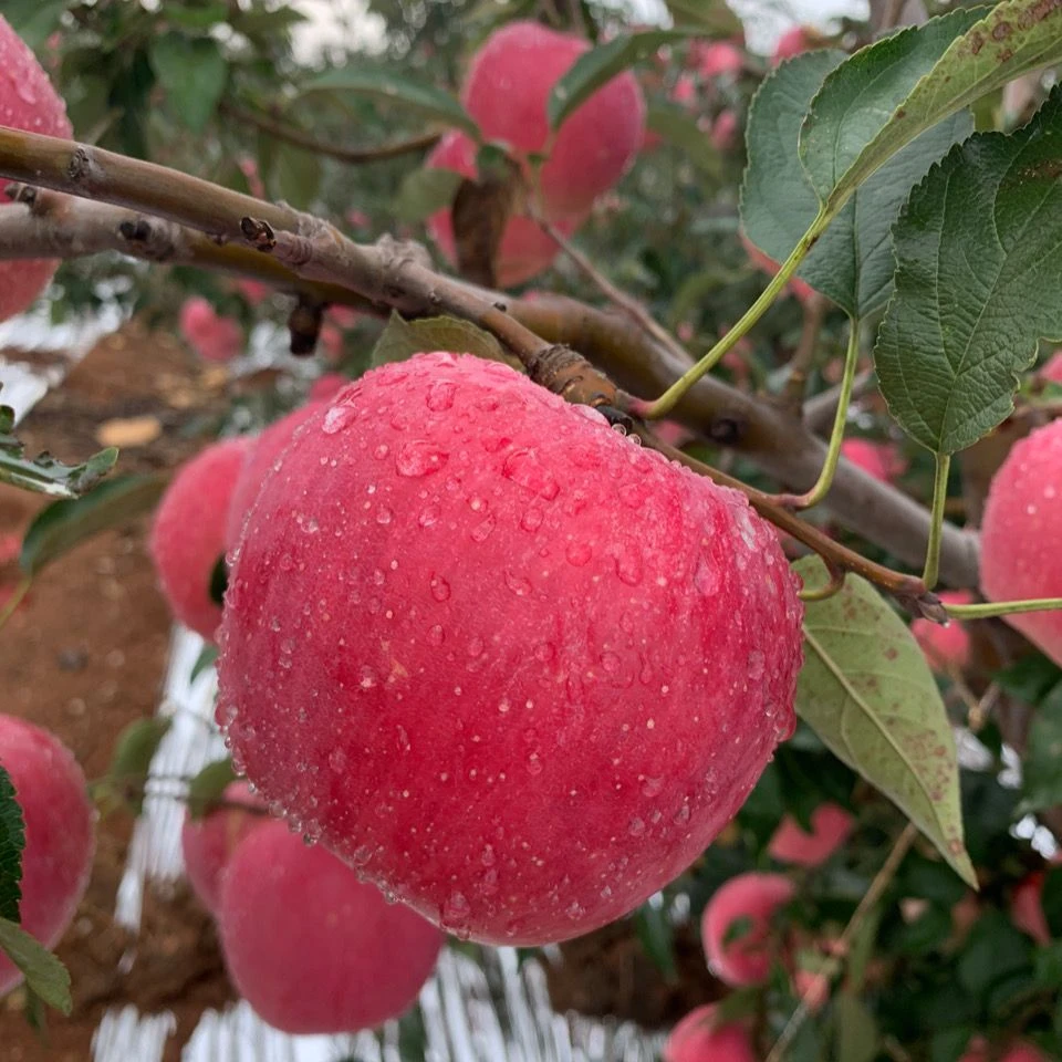 【现摘现发】2025年头茬红富士苹果新鲜当季水果大果果王混发