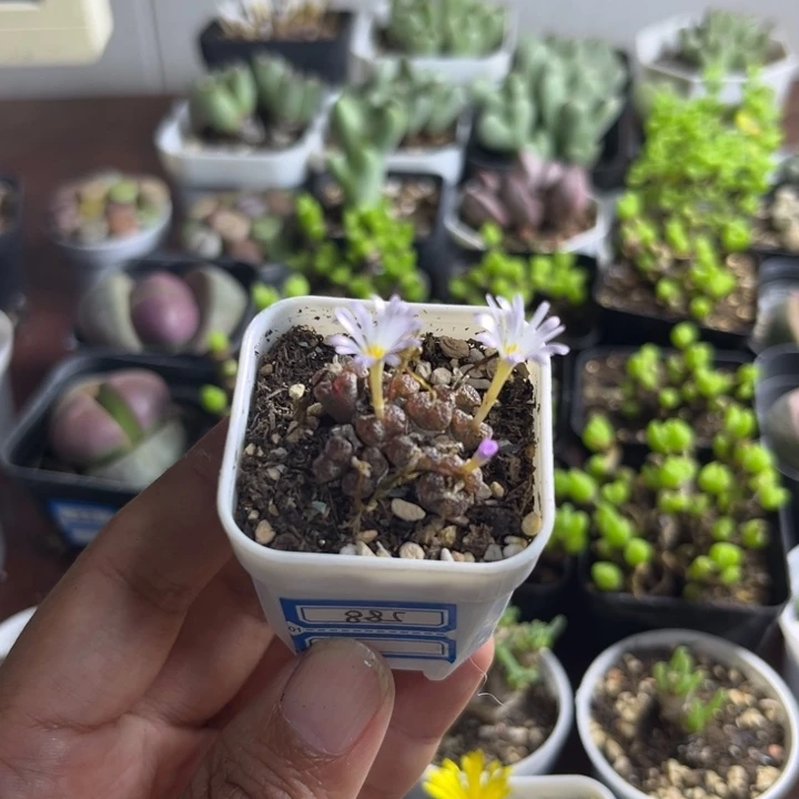 885 勋章多肉植物