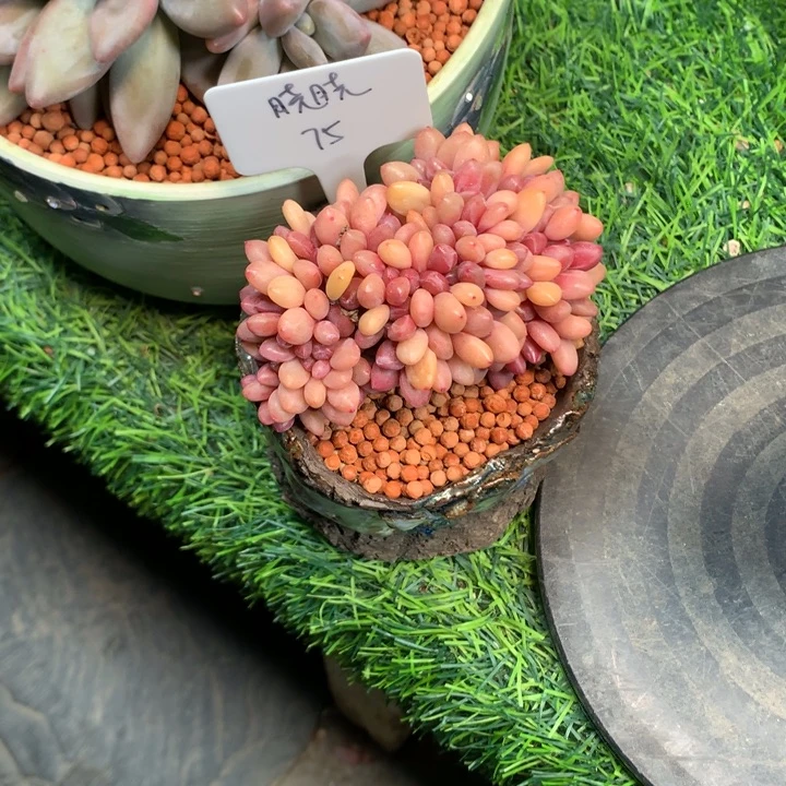 桃花源小树多肉寄养