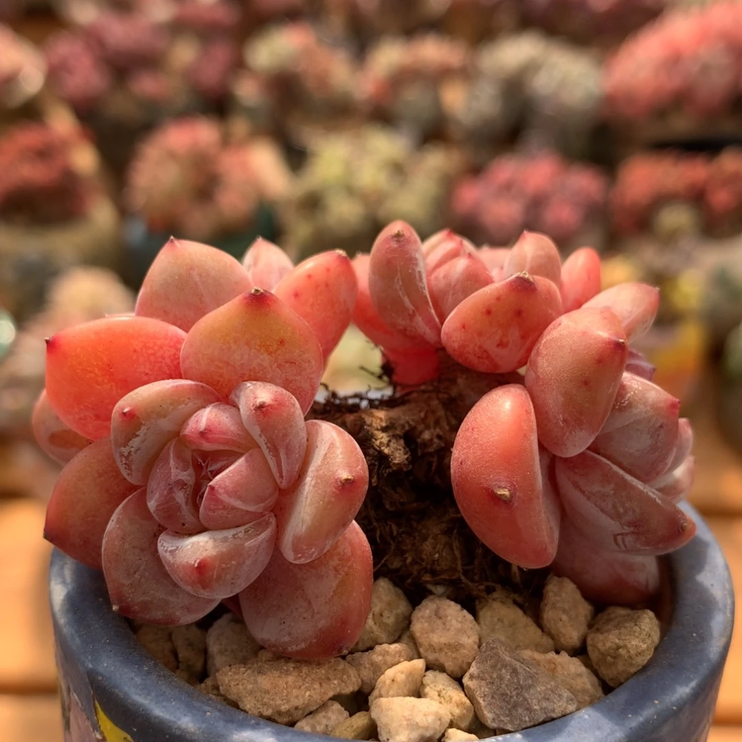 星影一物一拍 037