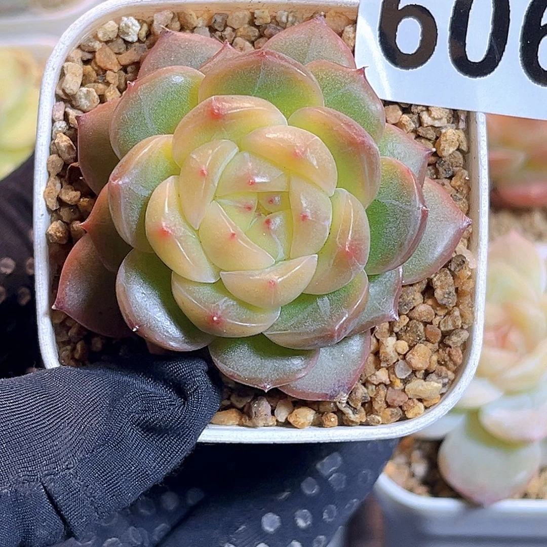 旋****606一物一拍 阿兹猫