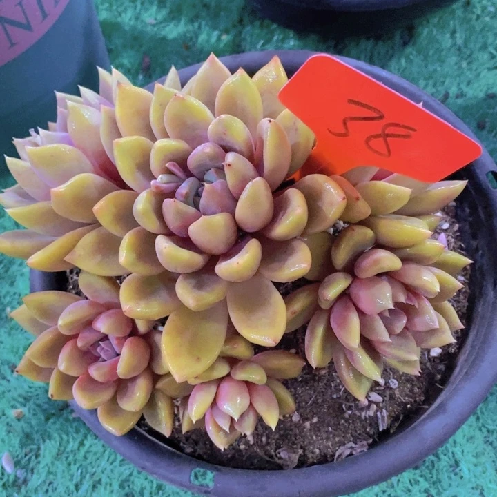 那***肉这个我就知道这点咯