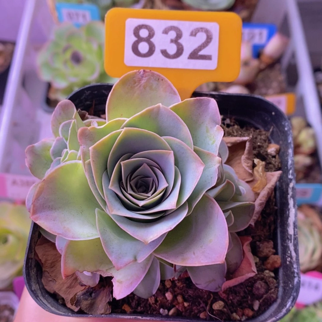 紫芙玫瑰群一物一拍832 裸根发